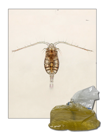 Parvocalanus crassirostris Copepods