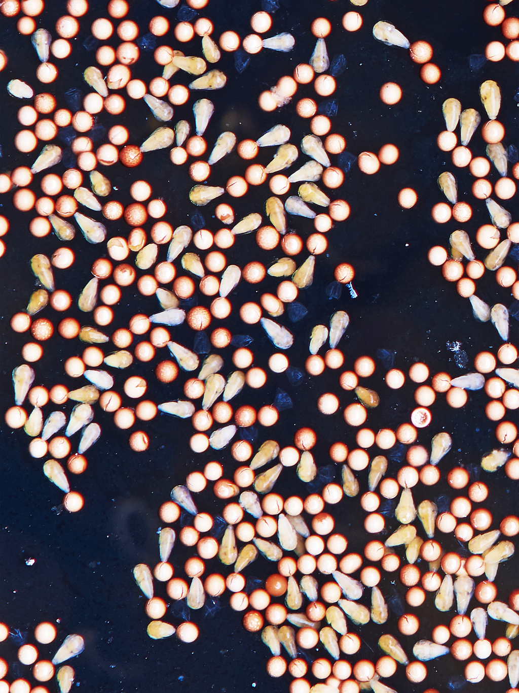 GSL ARTEMIA (BRINE SHRIMP EGGS)