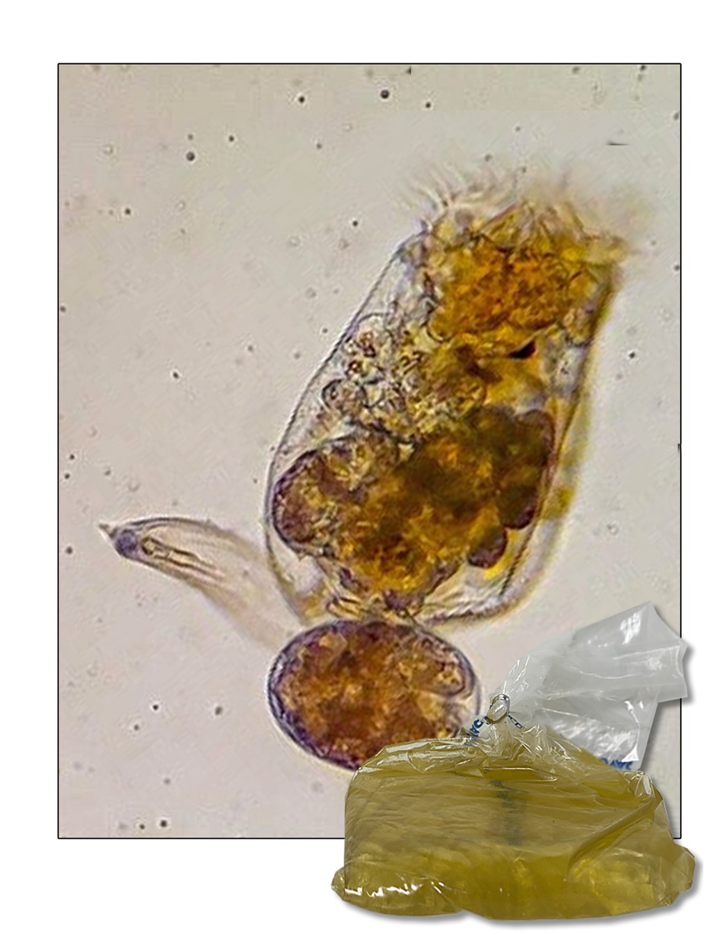 Live Marine Rotifers
