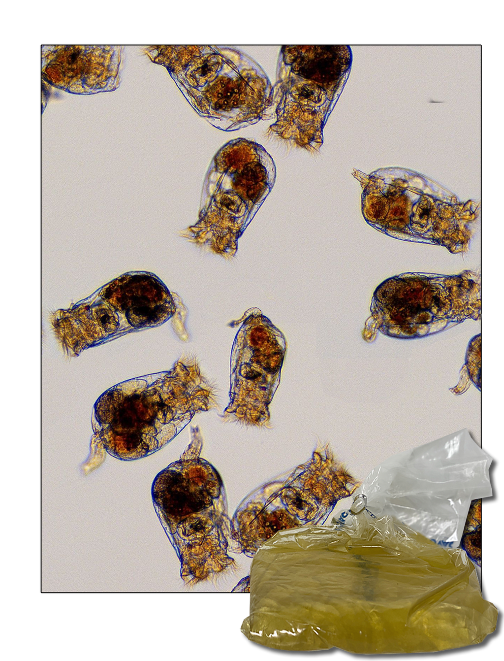 S-ROTIFERS