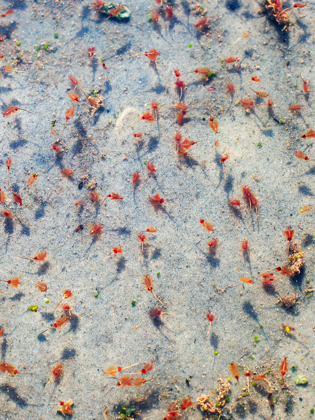 GSL ARTEMIA (BRINE SHRIMP EGGS)