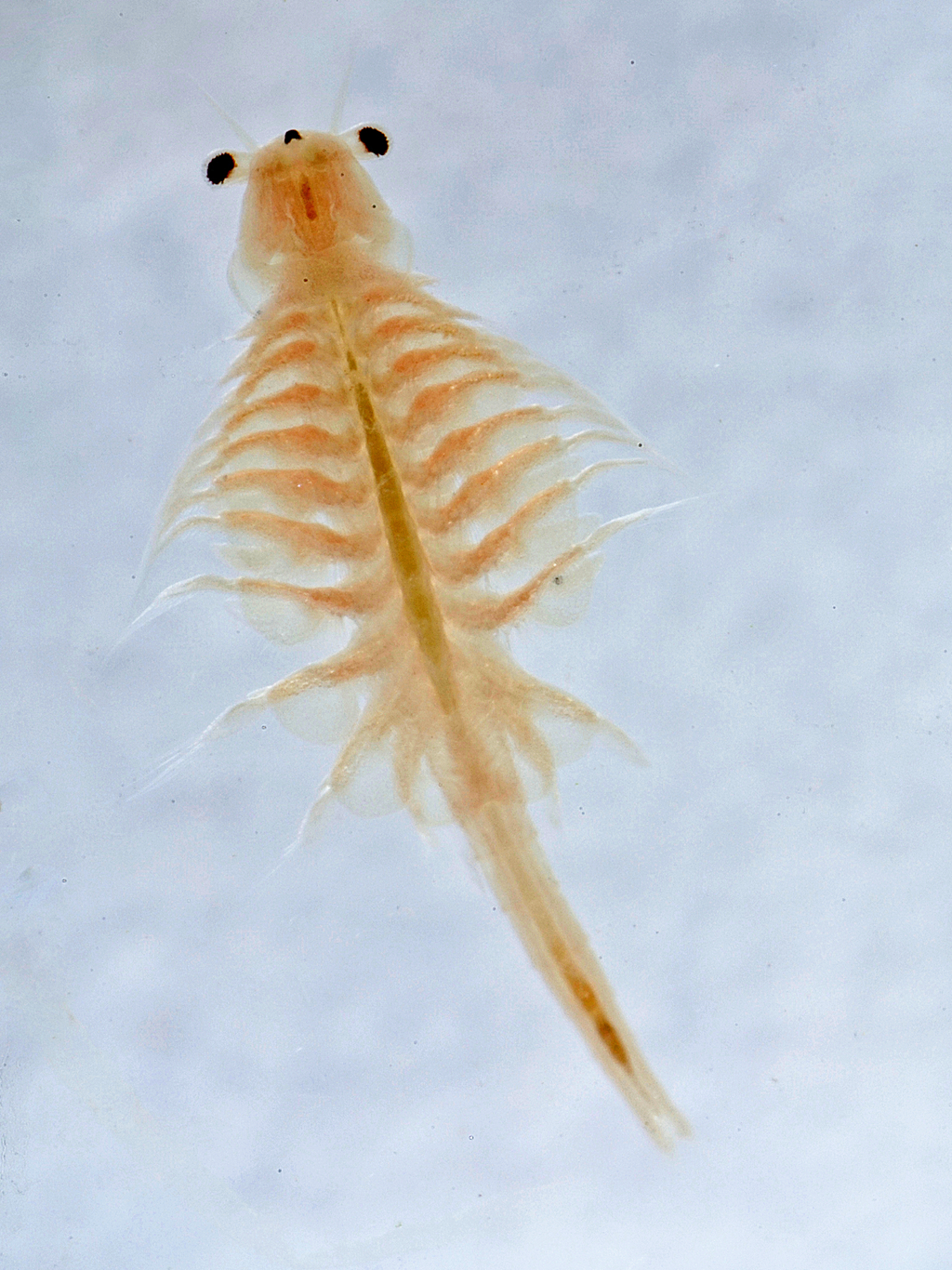 GSL ARTEMIA (BRINE SHRIMP EGGS)