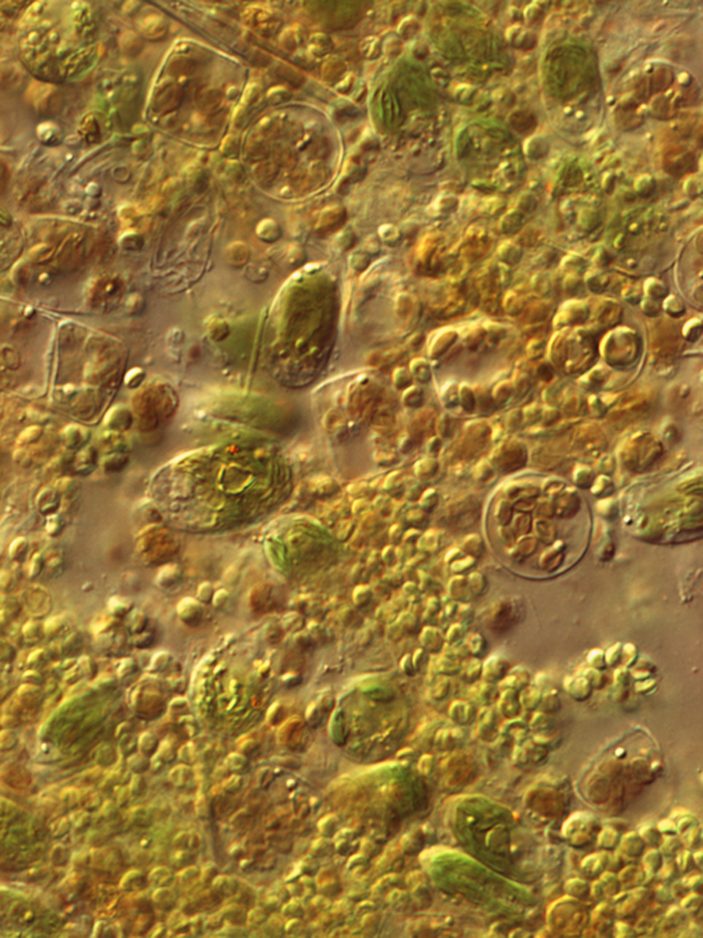 SHELLFISH DIET 1800®