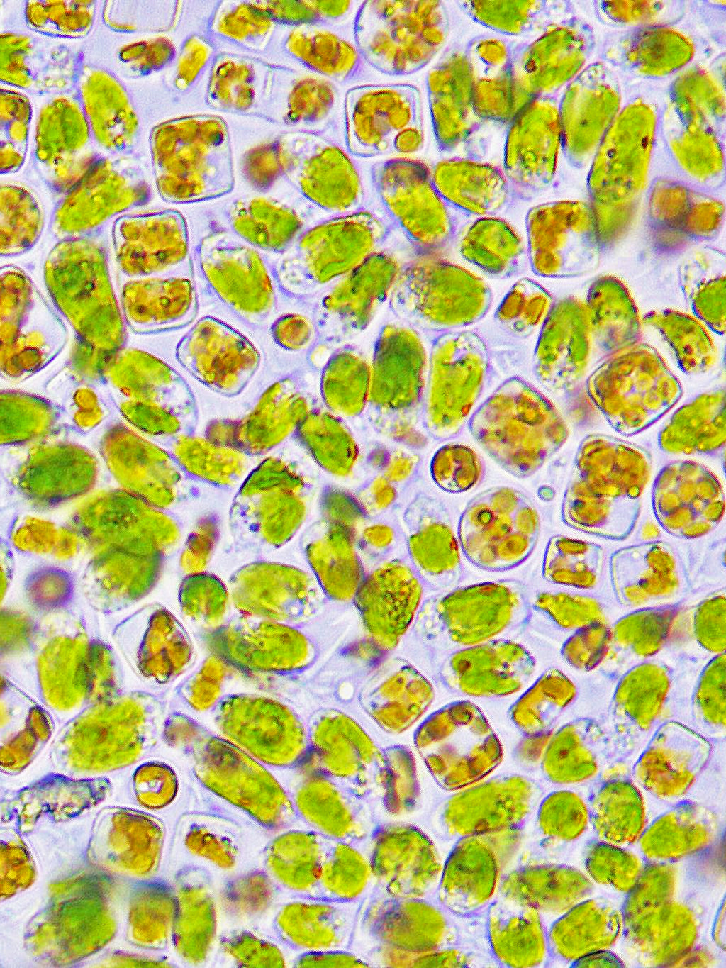 LPB™ FROZEN SHELLFISH DIET®