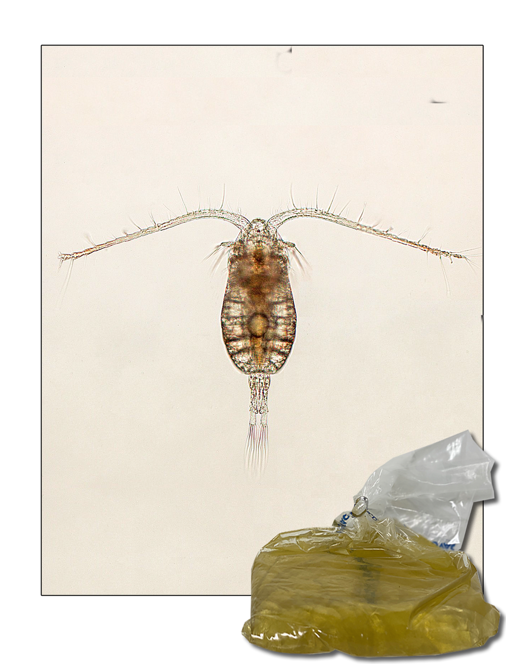Parvocalanus crassirostris Copepods