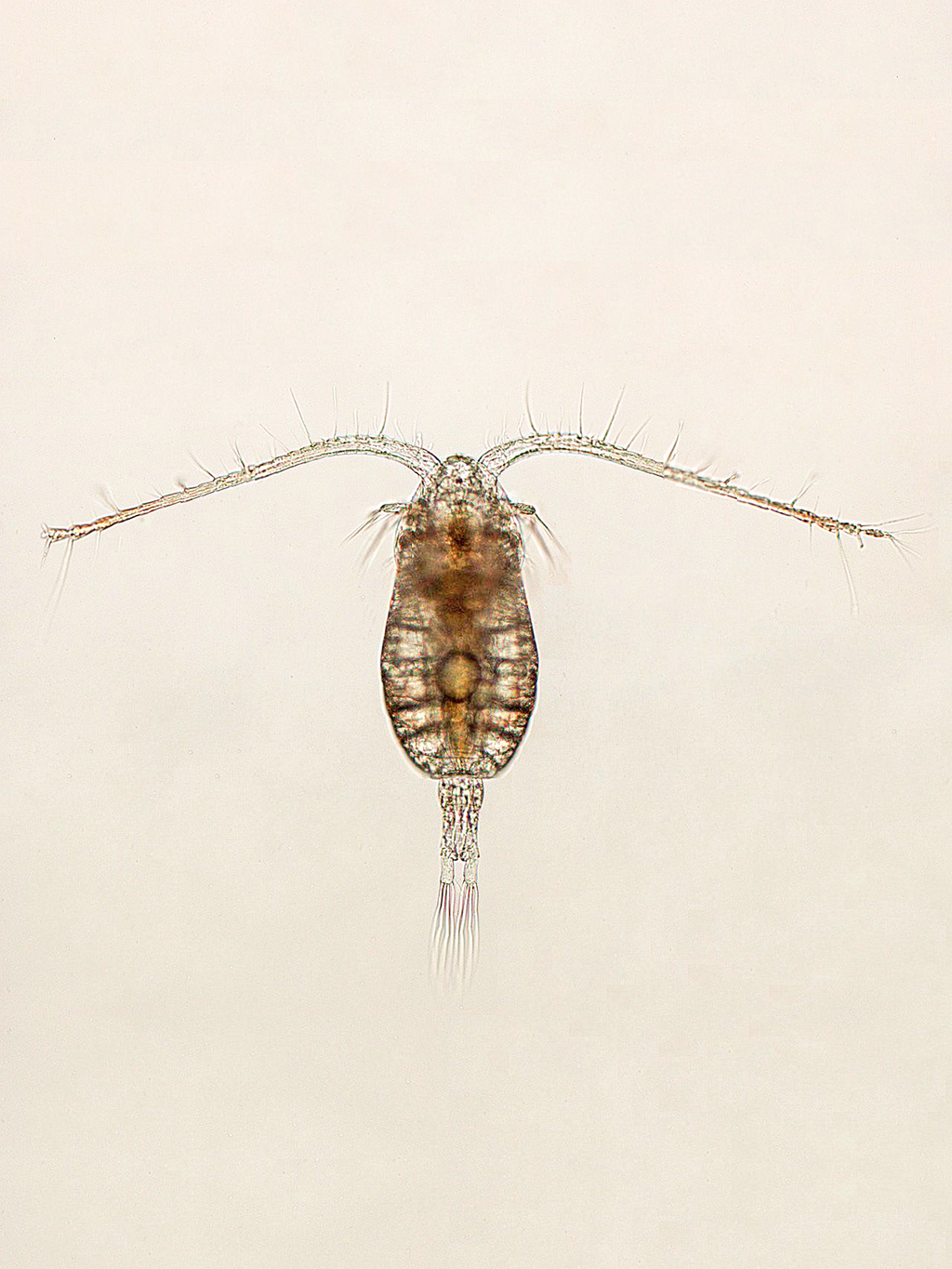 Parvocalanus crassirostris Copepods